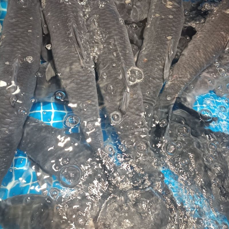 云南鲜活青鱼水库养殖基地直供品质好量大价优欢迎咨询