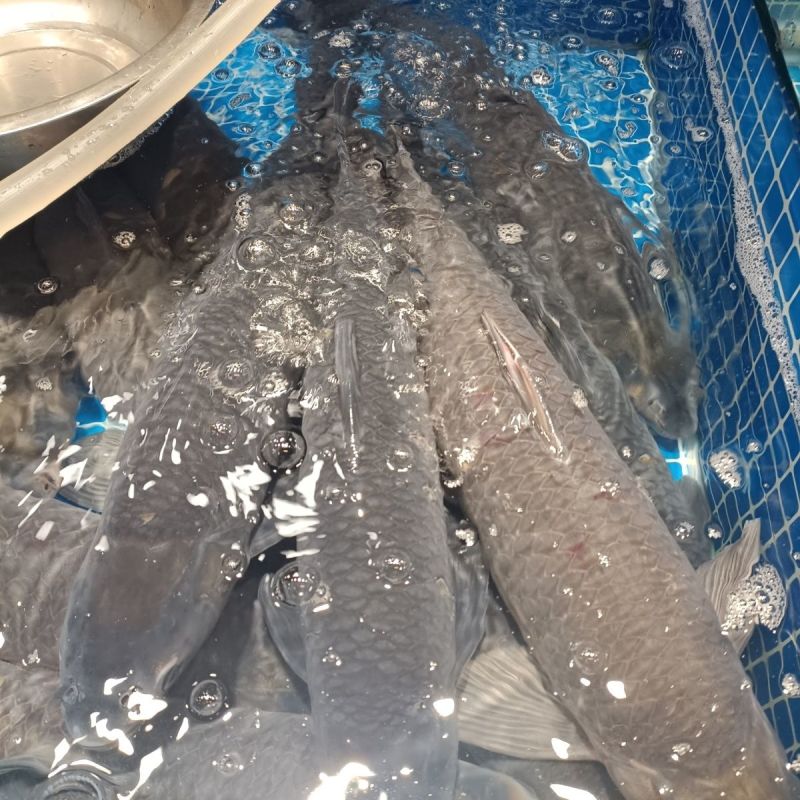 云南鲜活青鱼水库养殖基地直供品质好量大价优欢迎咨询