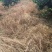 绿霸狮威10%精草铵膦柑橘园非耕地香杂草除草剂喷雾