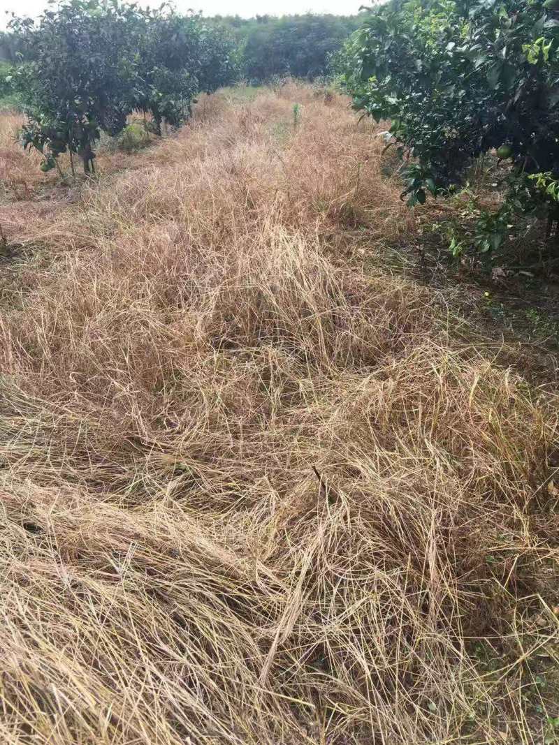 绿霸狮威10%精草铵膦柑橘园非耕地香杂草除草剂喷雾