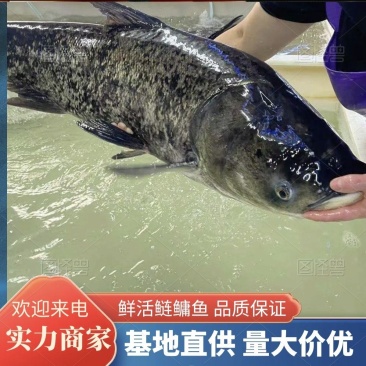 云南鲢鳙鱼水库养殖基地直供提供装卸运营确保存活率高