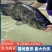 云南鲢鳙鱼水库养殖基地直供提供装卸运营确保存活率高
