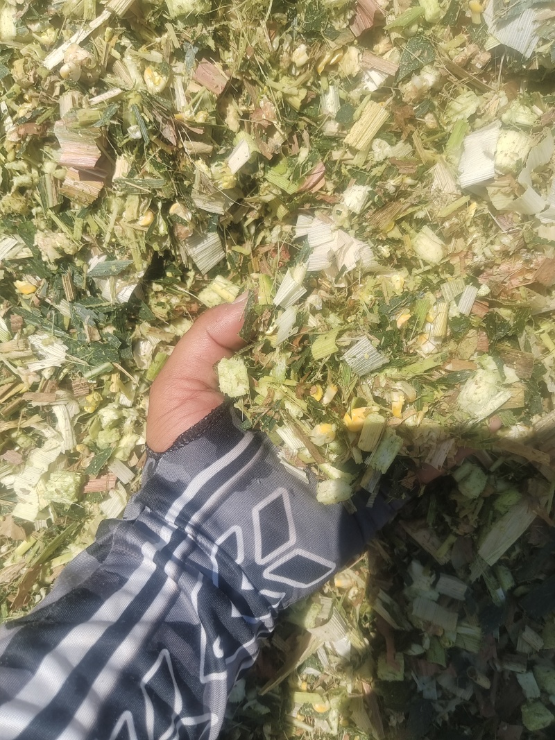 全珠青储玉米量大价优品质保证干净无杂草支持视频看货