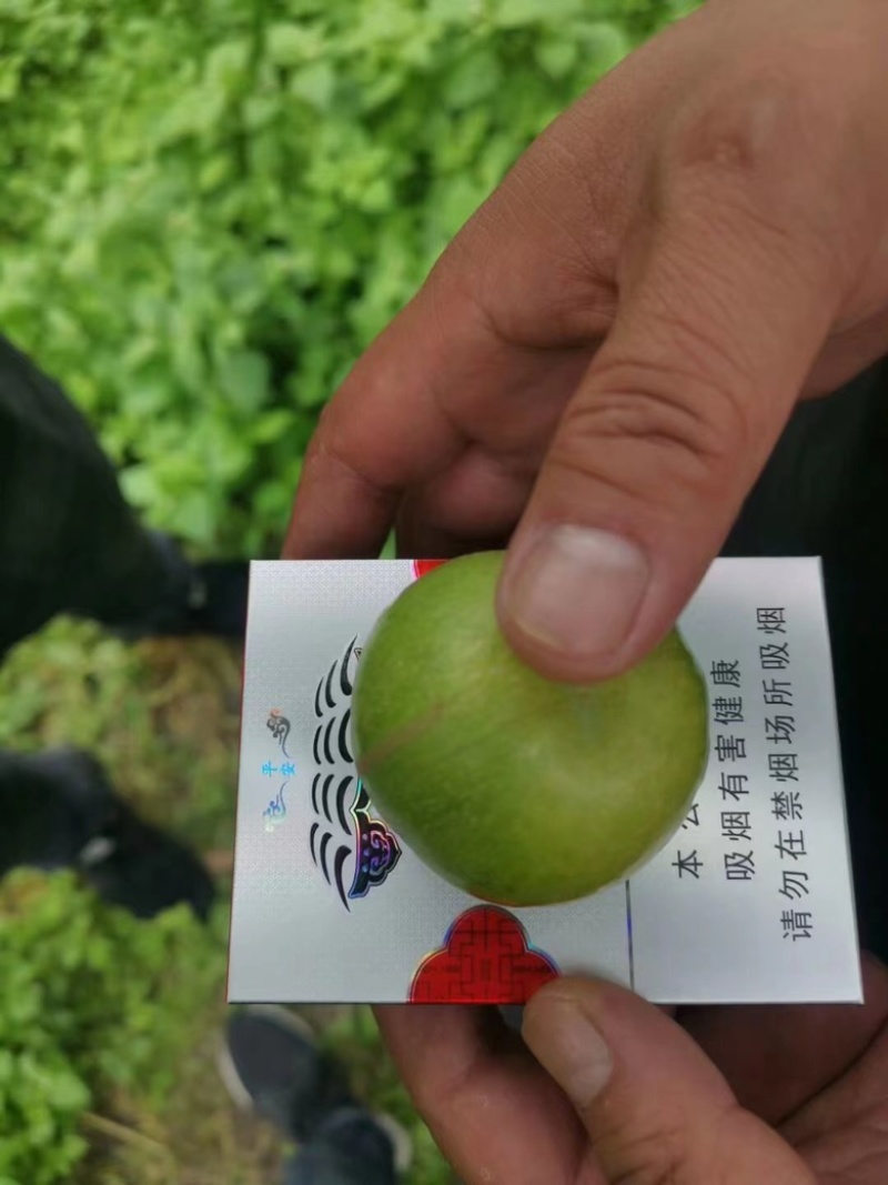 阿坝州茂县青脆李脱骨李职业代办代发红脆李