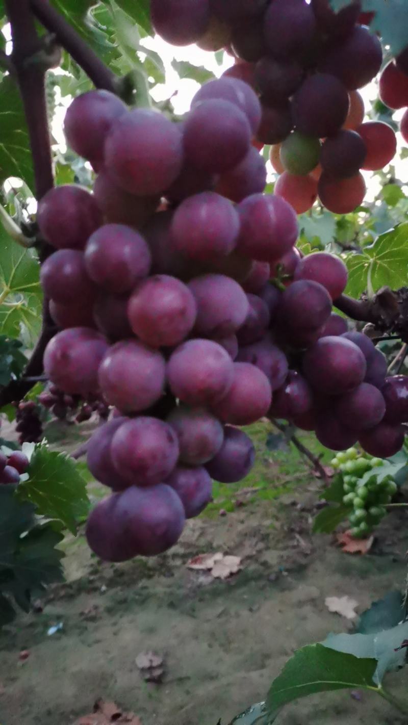 威县巨峰葡萄