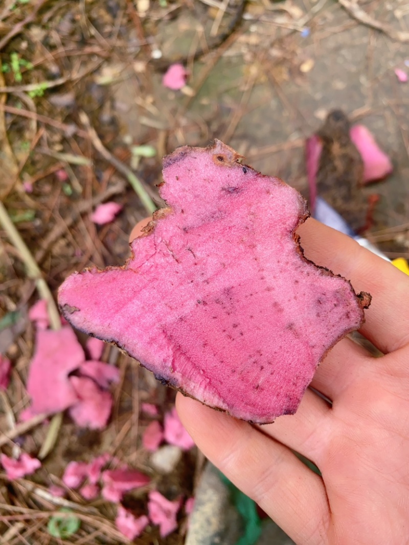 火焰纹何首乌红心山乌龟批发优质大量现货批发