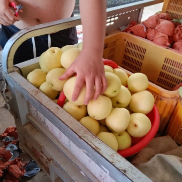 白皇冠