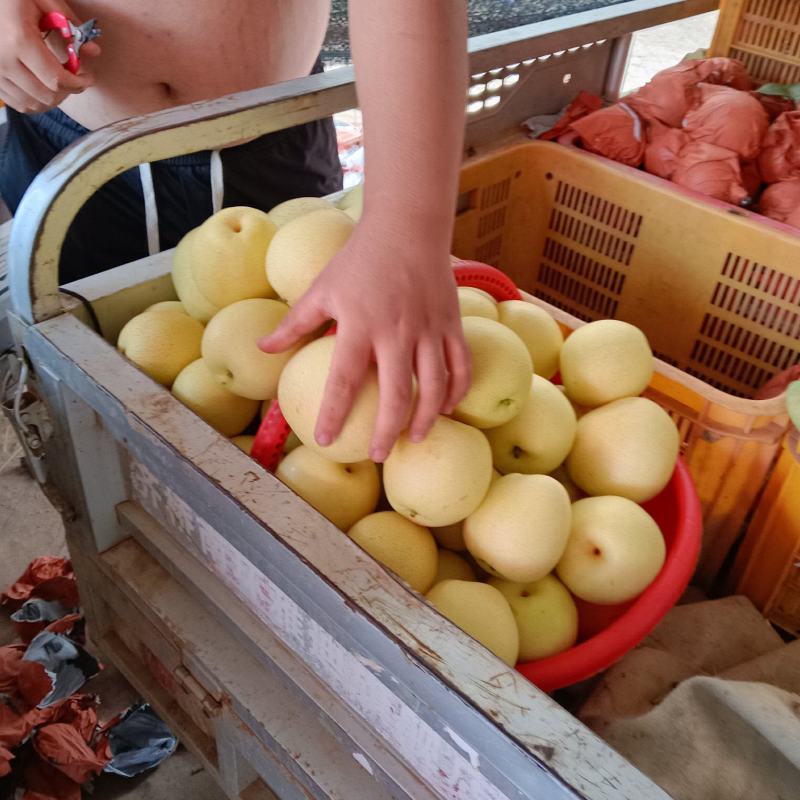 白皇冠