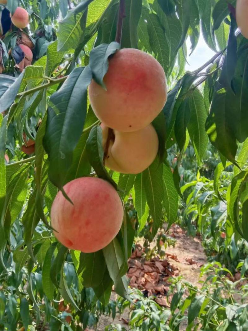 毛桃套袋的大量上市中有需要老板联系我