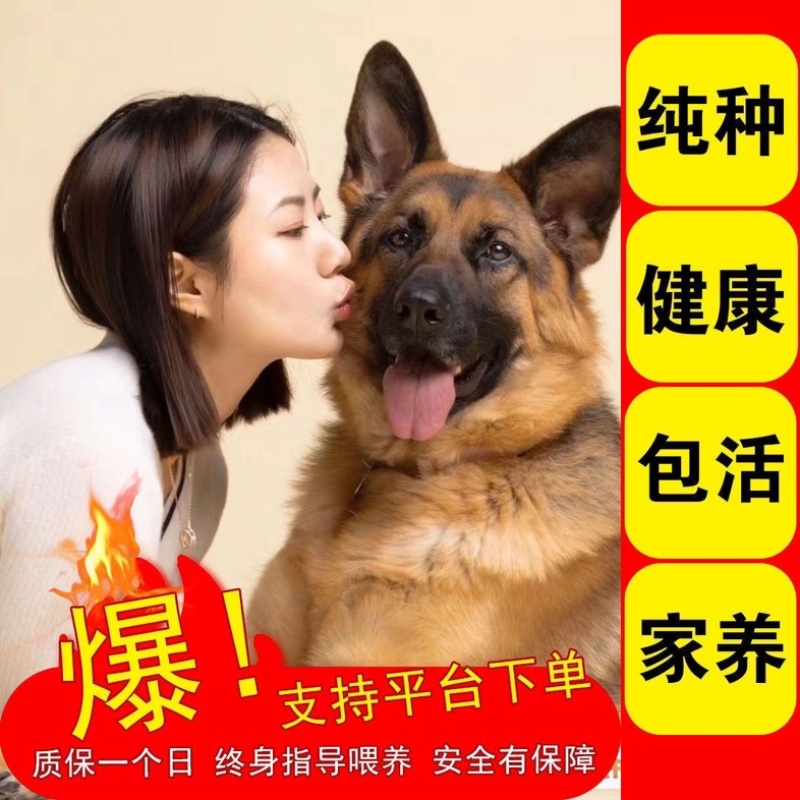 纯种德牧牧羊犬自家喂养健康纯血统