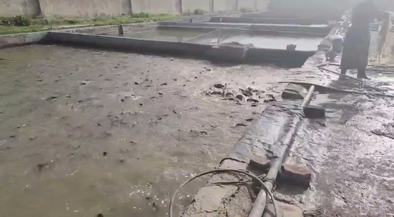 塘鲺鲶鱼
