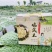 特大鸡头米真空四两装，送礼盒