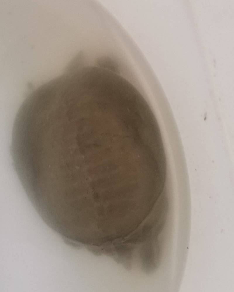 甲鱼