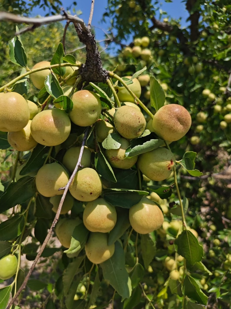 山东大枣，甘甜，皮薄，