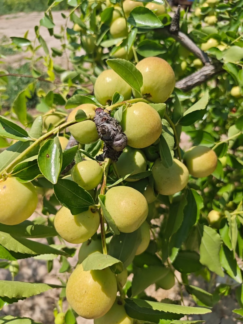 山东大枣，甘甜，皮薄，