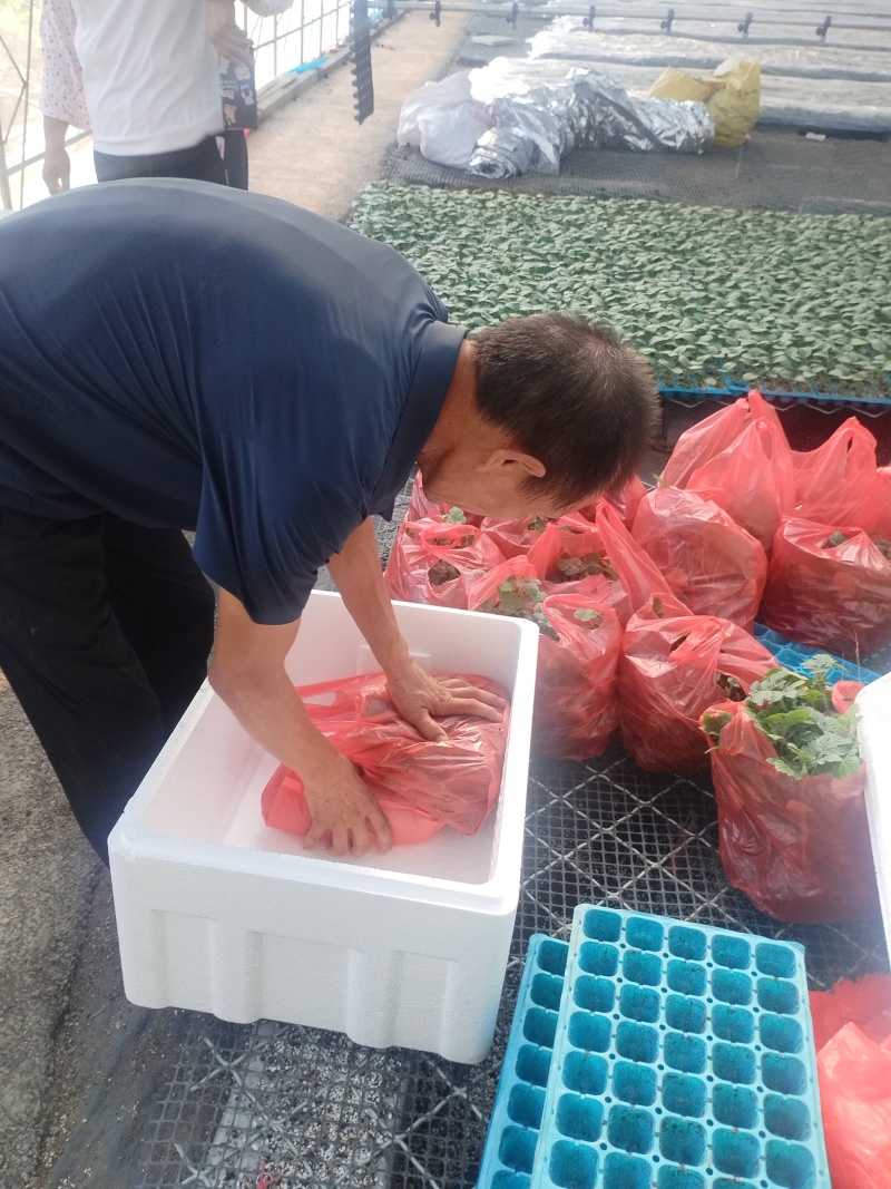 绿宝甜瓜苗品质保证欢迎来电洽谈价格更优惠成活率高长年供货