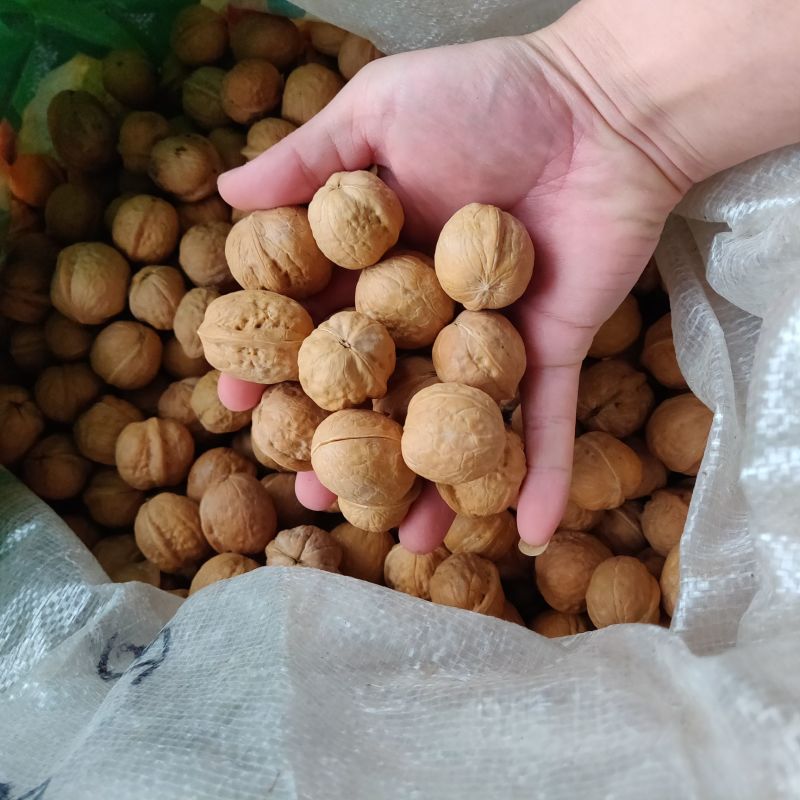 核桃价格优惠，对接市场一件代发产地直供欢迎订购