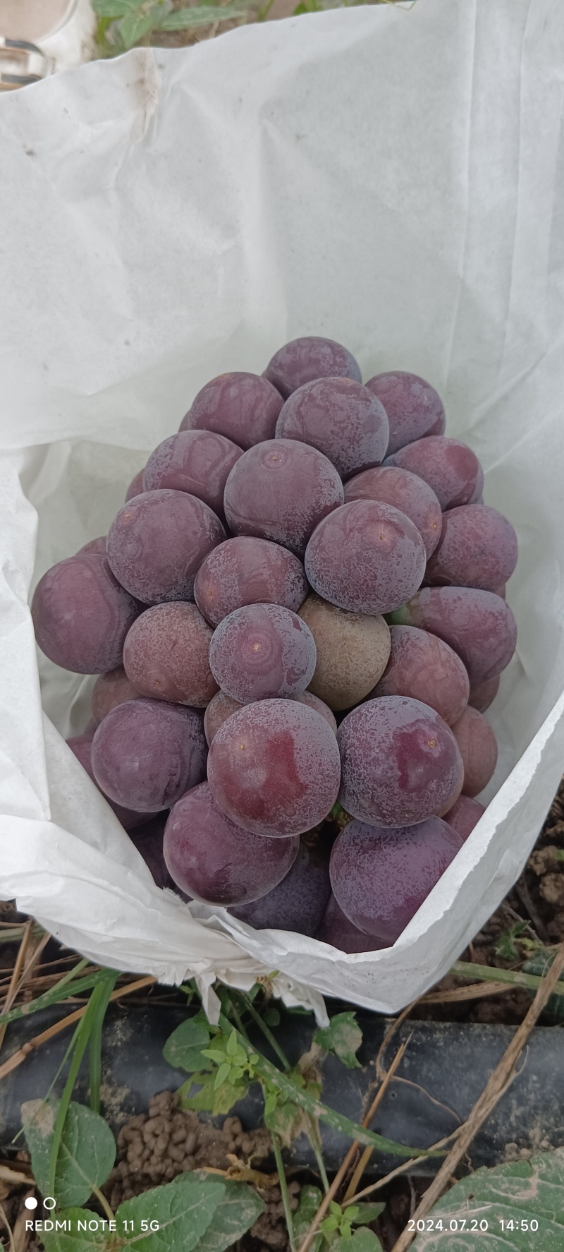 户县户太八号葡萄基地优质户太八号葡萄批发