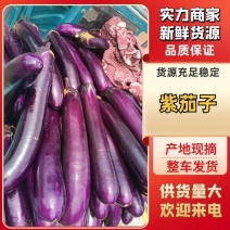紫茄子长茄子红茄口感好营养全一手货源量大价优欢迎选购