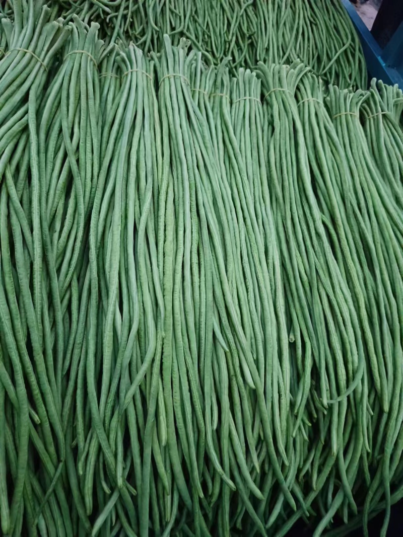 豆角长豆角基地直发货量大价格便宜质量保障运输便利欢迎联系