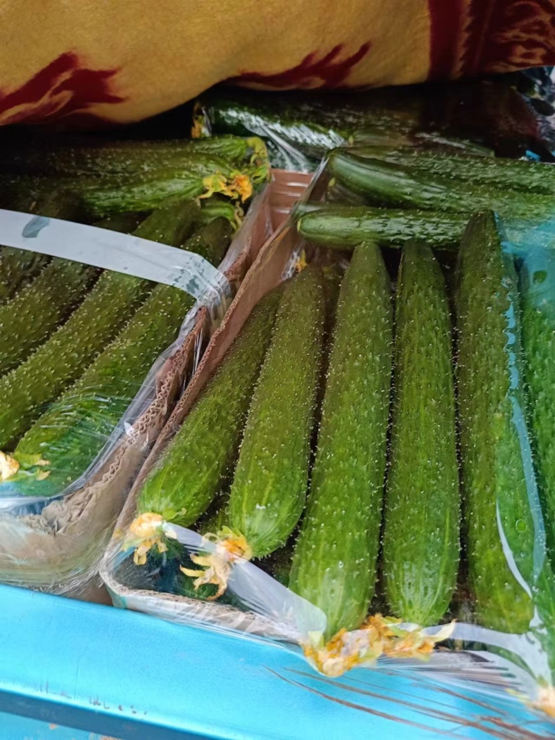 大棚黄瓜青瓜上市了量大价优口感好精品货欢迎联系