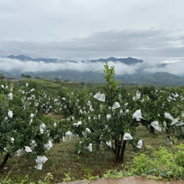 四川凉山会理突尼斯软籽石榴，万亩基地，品质保证