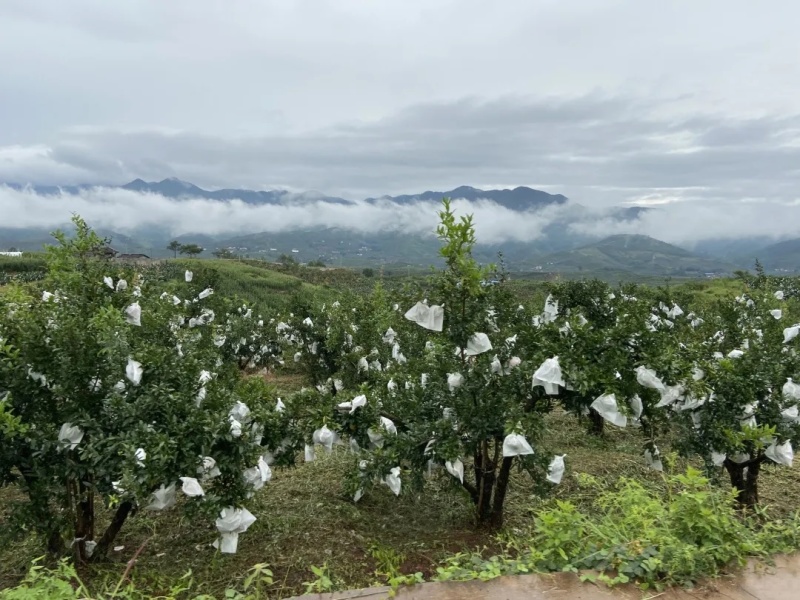 四川凉山会理突尼斯软籽石榴，万亩基地，品质保证