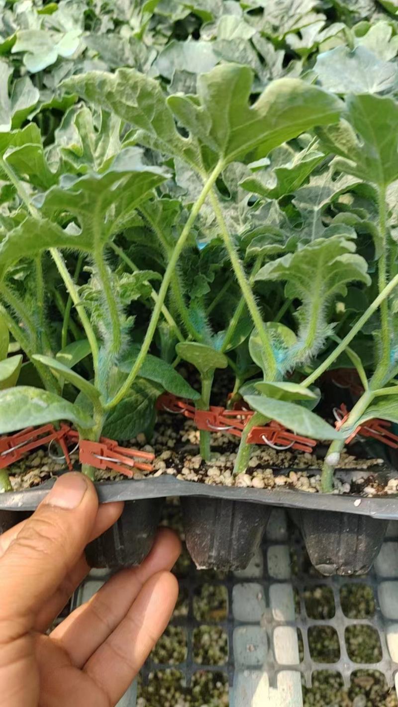 2K西瓜苗直杆苗嫁接苗大量供应/易成活可免费种植技术指导