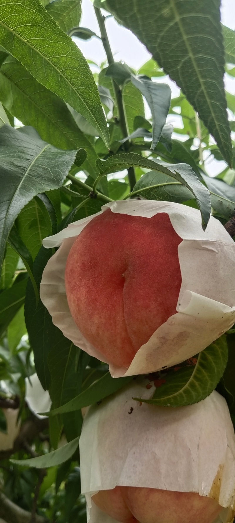 美脆桃