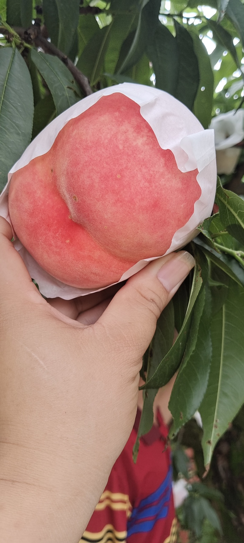 美脆桃