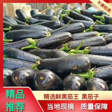 黑棒茄黑茄子黑茄王长茄子对接商超集市品相好价格优欢迎选购