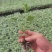 羊角蜜甜瓜苗直杆苗嫁接苗成活率高抗病毒/免费提供种植指导