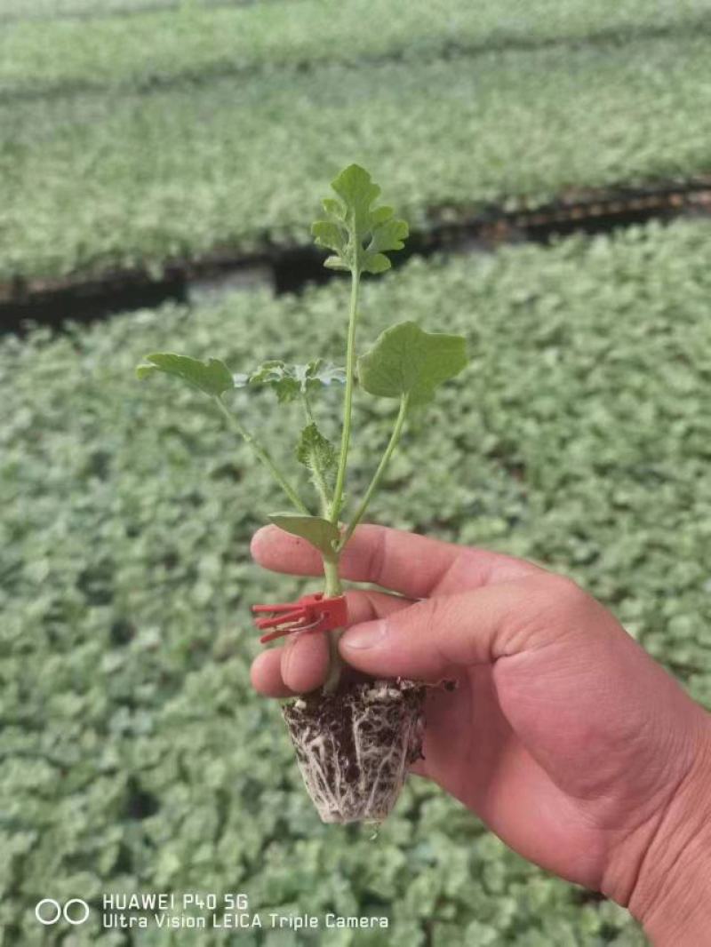 羊角蜜甜瓜苗直杆苗嫁接苗成活率高抗病毒/免费提供种植指导