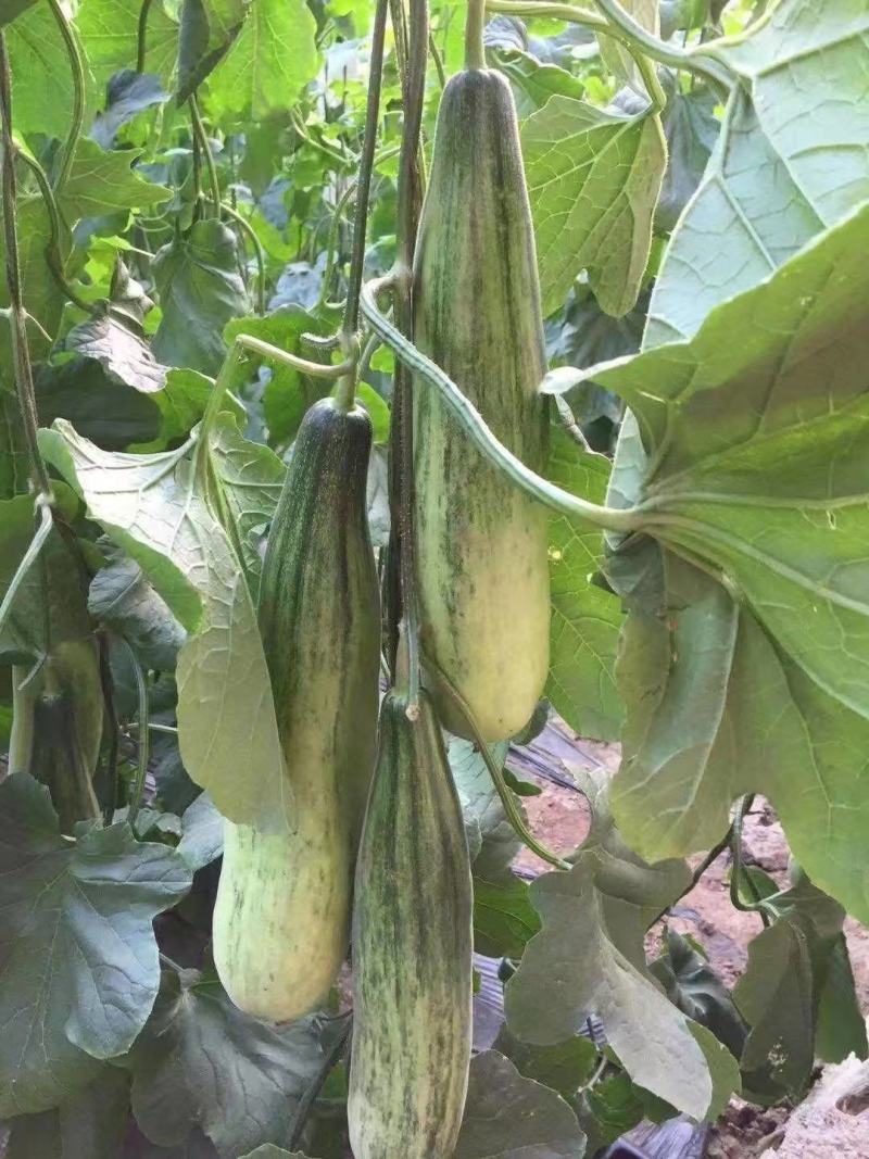 羊角蜜甜瓜苗直杆苗嫁接苗成活率高抗病毒/免费提供种植指导