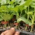 羊角蜜甜瓜苗直杆苗嫁接苗成活率高抗病毒/免费提供种植指导