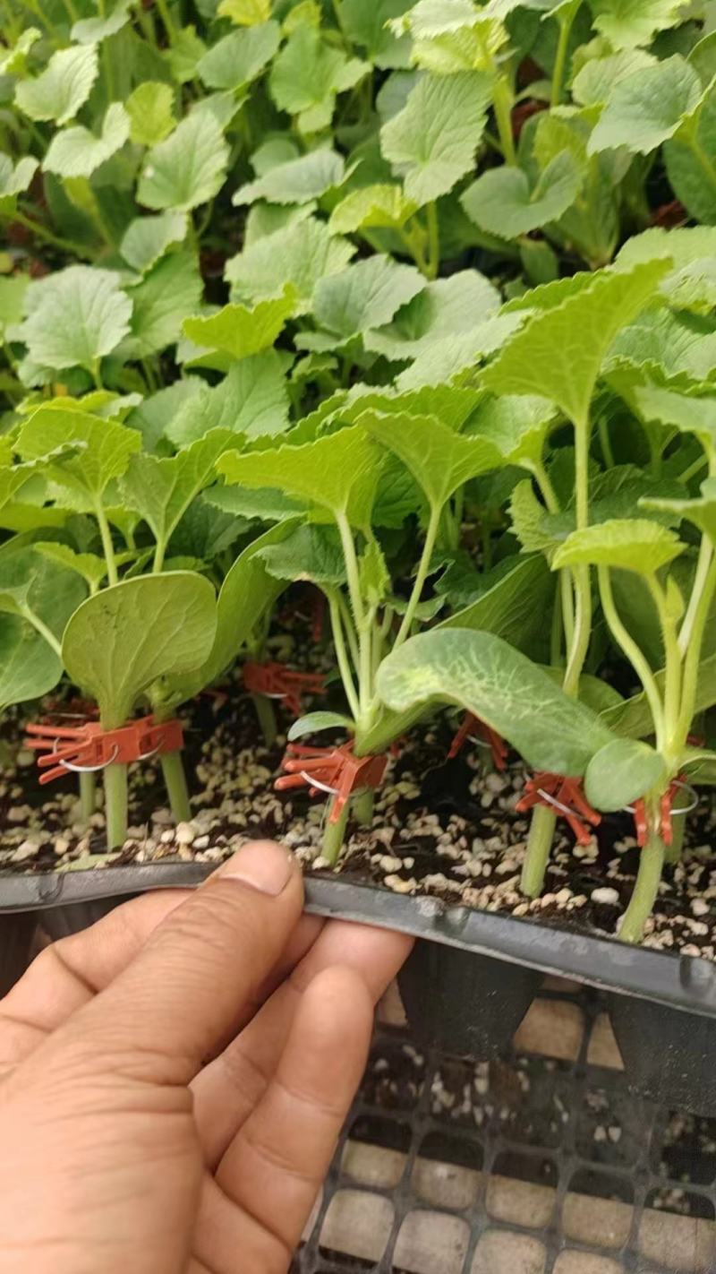 羊角蜜甜瓜苗直杆苗嫁接苗成活率高抗病毒/免费提供种植指导