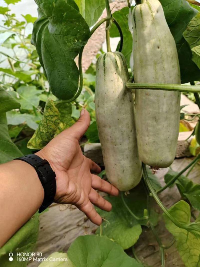 羊角蜜甜瓜苗直杆苗嫁接苗成活率高抗病毒/免费提供种植指导