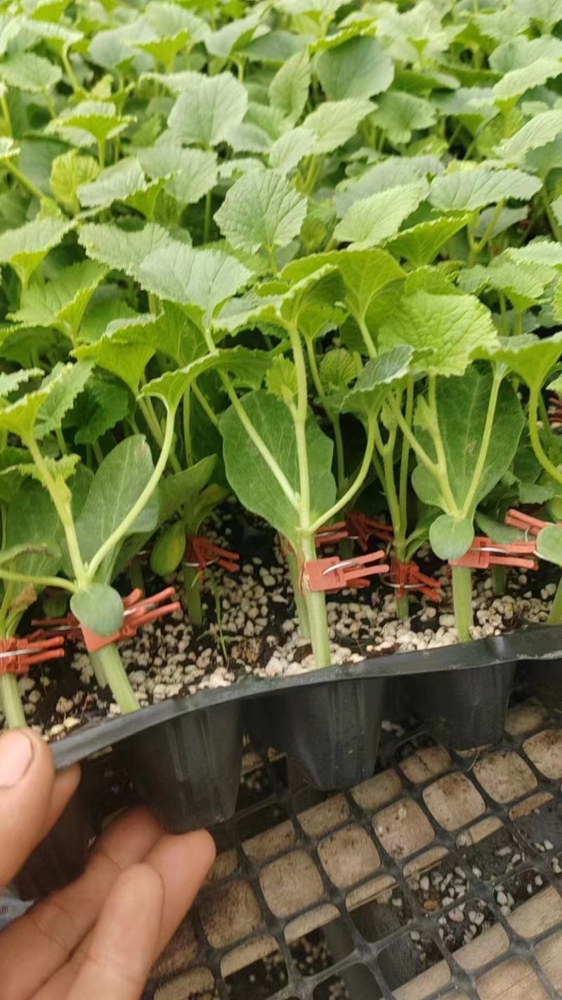 羊角蜜甜瓜苗直杆苗嫁接苗成活率高抗病毒/免费提供种植指导