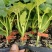 羊角蜜甜瓜苗直杆苗嫁接苗成活率高抗病毒/免费提供种植指导