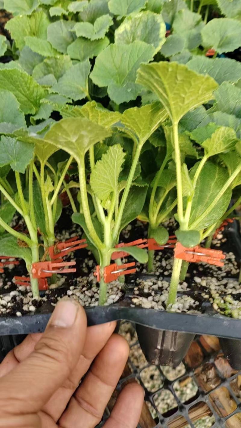 羊角蜜甜瓜苗直杆苗嫁接苗成活率高抗病毒/免费提供种植指导