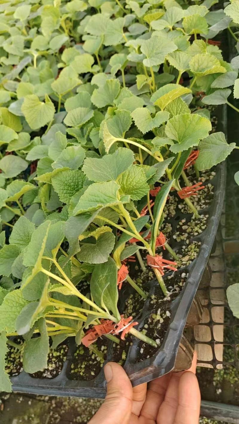 羊角蜜甜瓜苗直杆苗嫁接苗成活率高抗病毒/免费提供种植指导