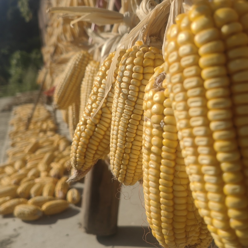 湖南玉米南方黄玉米新货农家老式干玉米粒杂粮