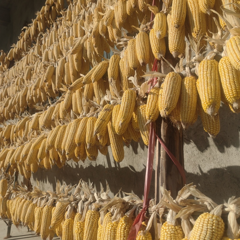湖南玉米南方黄玉米新货农家老式干玉米粒杂粮