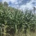 湖南玉米南方黄玉米新货农家老式干玉米粒杂粮