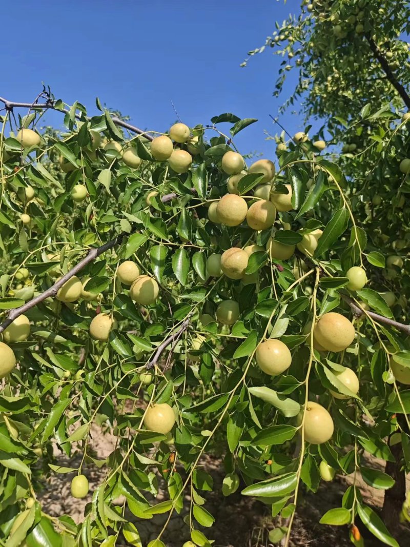 沾化枣脆王早脆王大量新货上市中对接全国发货