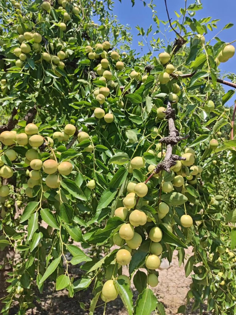 沾化枣脆王早脆王大量新货上市中对接全国发货