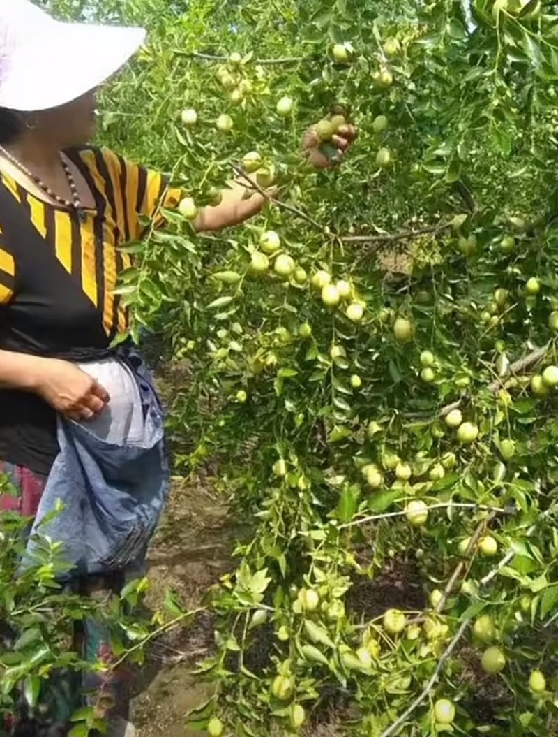 山东枣脆王鲜枣现摘现发，一件代发，社区团购大量现货供应