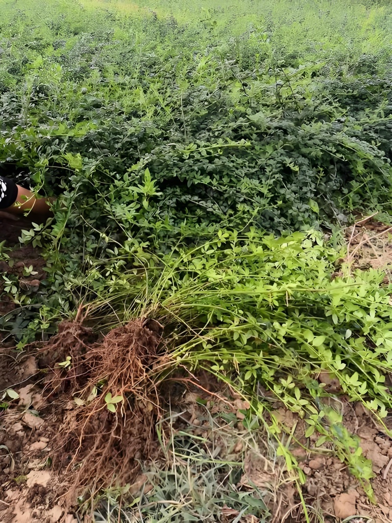 批发迎春花，迎春供应20公分到60公分多分支迎春花