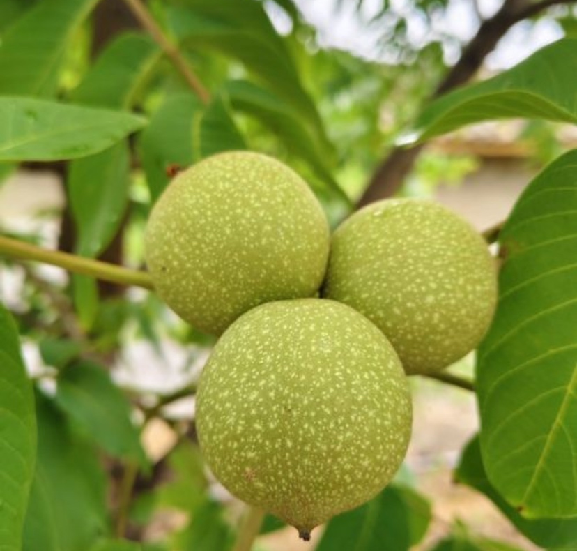 核桃树与果实,展示完整的核桃树形态与挂果情况,果实外层为青皮,内层为硬壳 核桃树与果实