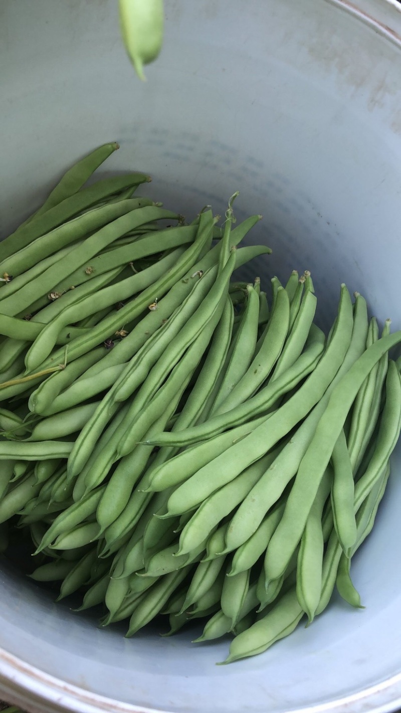 四季豆小金豆无筋豆扁豆产地直供价格优惠电商一件代发